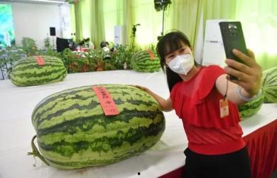 51cg4吃瓜群众黑料,网络舆论背后的真相