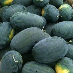 黑料吃瓜张警官